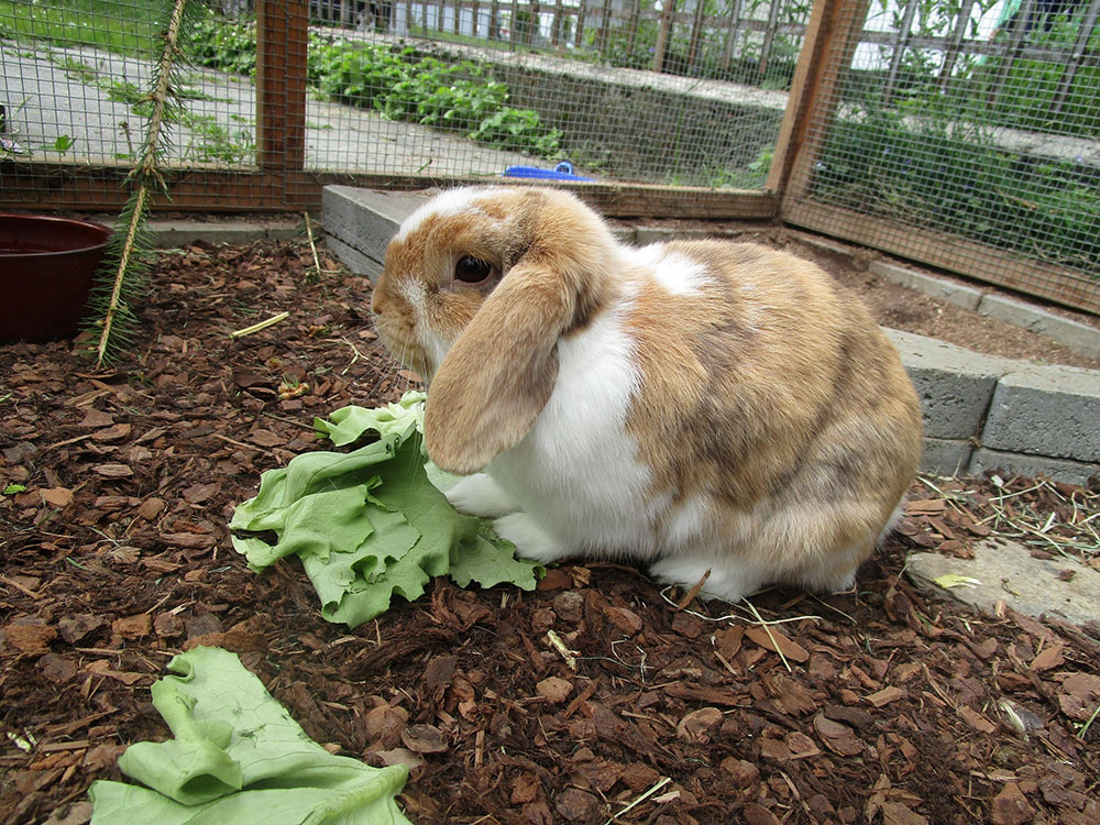 Kleintiere im Seniorenheim Madle neben dem joerinpark in Pratteln
